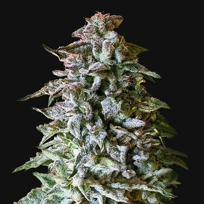 Kalashnikov Seeds Siberian Gorilla Auto Semená neobsahujú THC 3 ks