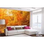 DIMEX ART Самозалепваща се флизелинова фототапета есенни кленови дървета 375 x 250 см
