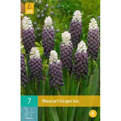 Maják Modřenec Muscari Grape Ice "C" 7 ks