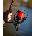Fox Spomb E Reel 12000 E