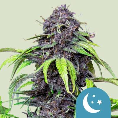 Royal Queen seeds Purplematic CBD AUTO semena neobsahují THC 3 ks