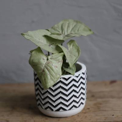 Syngonium Milk Confetti baby