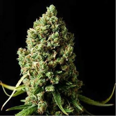 Spliff Seeds Amnesiac semienka neobsahujú THC 3 ks