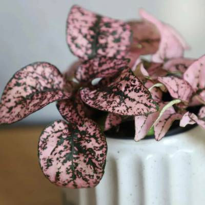 Hypoestes phyllostachya růžový baby
