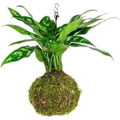 Gardners Kokedama Aglaonema Maria (L) Aglaonema, Spící panna 1 ks