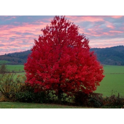 Javor freemanov Jefferson Red na kmienku 250-300 cm, kvetináč 30 l