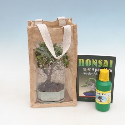 e-bonsai Pokojová bonsai v dárkové tašce - JUTA