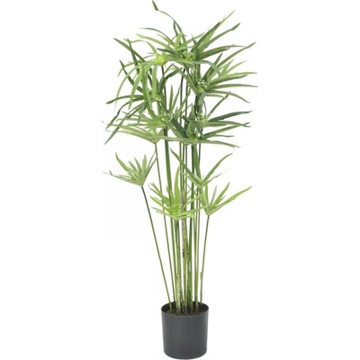 Kvetoucí kyperská tráva, 76 cm