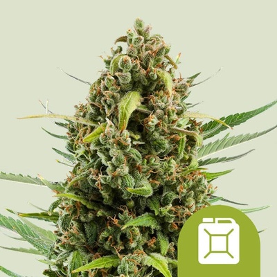 Royal Queen Seeds Diesel Auto semena neobsahují THC 100 ks