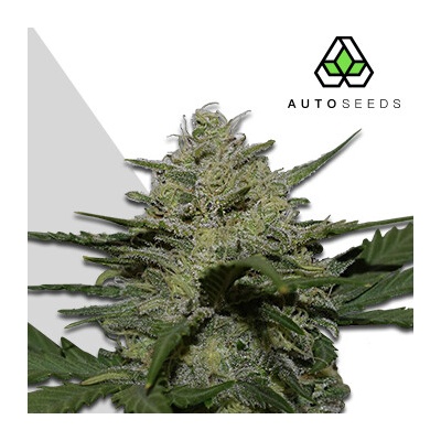 Auto Seeds Girl Scout Cookies Auto semienka neobsahujú THC 3 ks