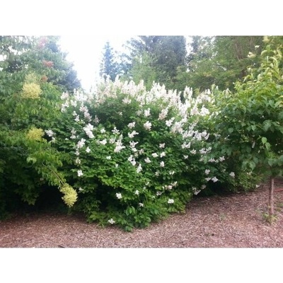 Orgován obyčajný (Syringa vulgaris) ´AGNES SMITH´ - výška 60-70 cm, kont. C5L