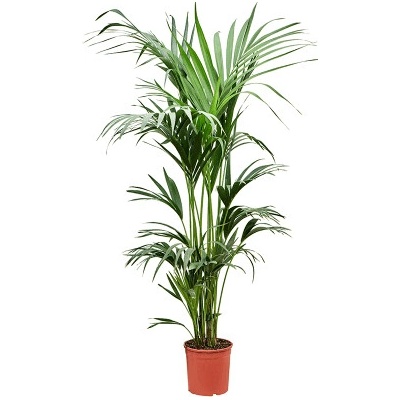 Howea (Kentia) forsteriana tuft 5pp 23x170 cm