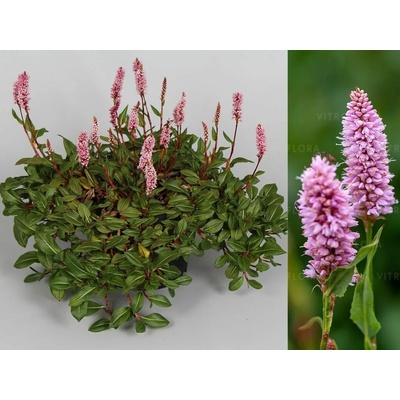 Horčiak Superba, kvetináč 9 cm