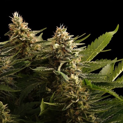 Kannabia Seeds Colombian Jack semienka neobsahujú THC 25 ks