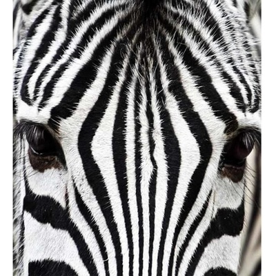 Dimex MS-3-0234 vliesová fototapeta na zeď Zebra rozmery 225 x 250 cm