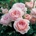 David Austin® Роза Queen of Sweden® - (David Austin®)