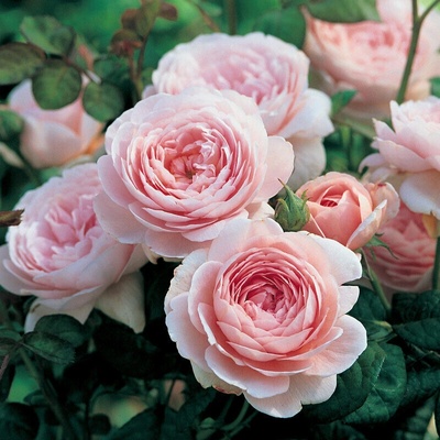 David Austin® Роза Queen of Sweden® - (David Austin®)