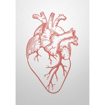 Мазно Картичка Мазно - Анатомично сърце