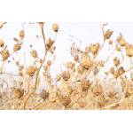 DIMEX ART Флизелинов фототапет страмониум, сухи растения 375 x 250 см