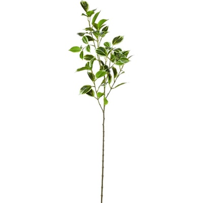 KS LISTY FICUS PANAŠOVANÉ 75CM