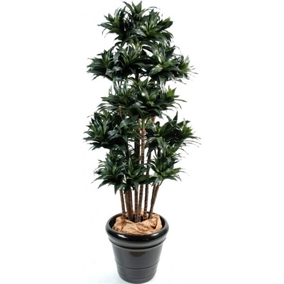 DRACAENA FRAGRANS COMPACTA, 140cm
