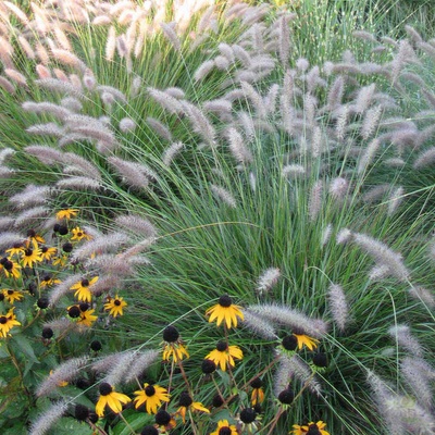 Pennisetum alopecuroides CASSIAN - dochan, vousatec