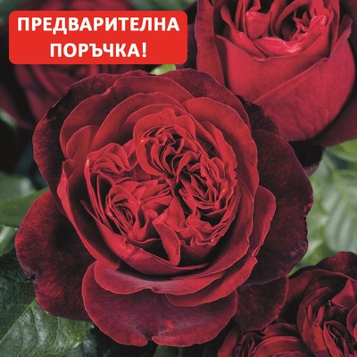 Tantau® Роза Admiral® - Tantau®