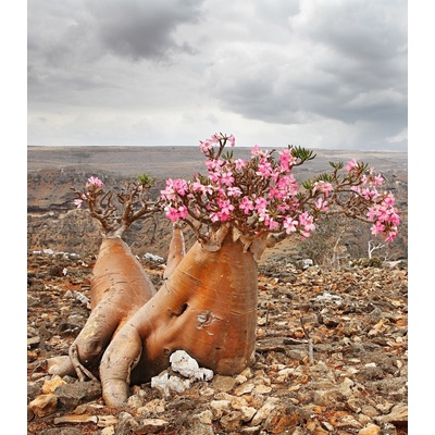 Pouštní růže - Adenium obesum - osivo kaktusů - 5 ks