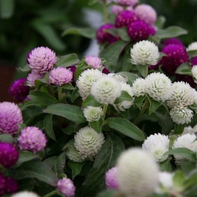 Pestrovka kulovitá směs barev - Gomphrena globosa - semena pestrovky - 60 ks