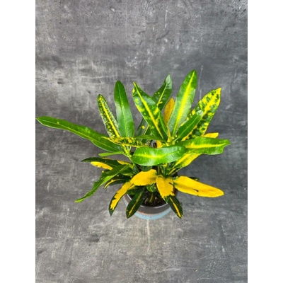 Codiaeum Variegatum Sunny Star 12 cm (Kroton, Croton)