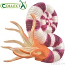 Collecta Pravitoceras