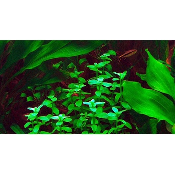 Bacopa madagascarienses
