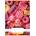 Nebulo Cute patterns A5 20-32 гладка тетрадка с телбод SI-CM-A5 (SI-CM-A5)