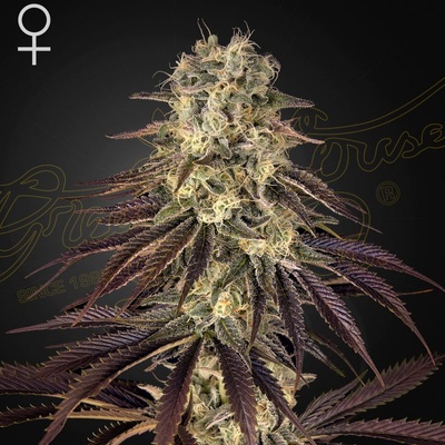 Green House Seeds Kong's Krush semena neobsahují THC 10 ks