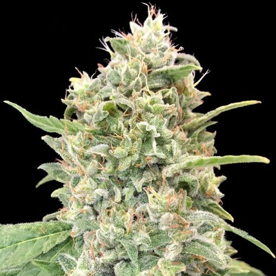 Advanced Seeds Strawberry Banana semienka neobsahujú THC 1 ks