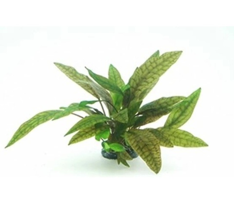 Kryptokoryna purpurea