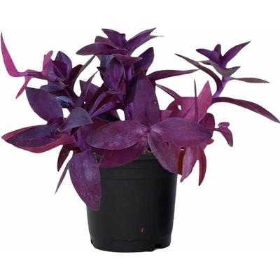 Tradescantia Purple Heart, kont. p12