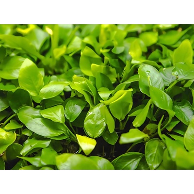 Anubias Barteri Nana Gold