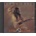 REID TERRY: ROGUE WAVES CD