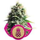 Royal Queen Seeds Pineapple Kush semena neobsahují THC 3 ks