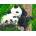 SunsOut - Puzzle Bamboo Buddies - 300 piese