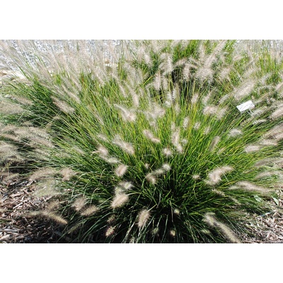 Pennisetum alopecuroides HAMELN - dochan, vousatec