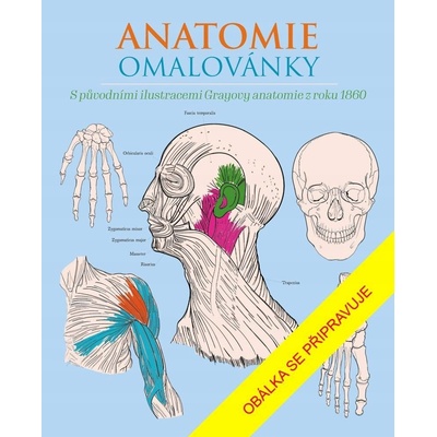 Anatomie omalovánky