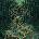 Obscured Existence - CYSTIC INCURSION CD