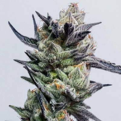 Elev8 Seeds Huckleberry Punch semena neobsahují THC 3 ks