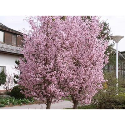 Okrasná slivka Ruby, výška 50-80 cm, kvetináč 23 cm