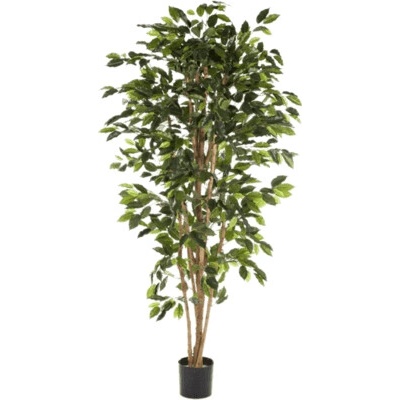 Ficus nitida exotica branched 150 cm