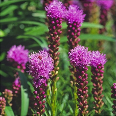Šuškarda klasnatá Floristan Violet - Liatris spicata - semena šuškardy - 20 ks