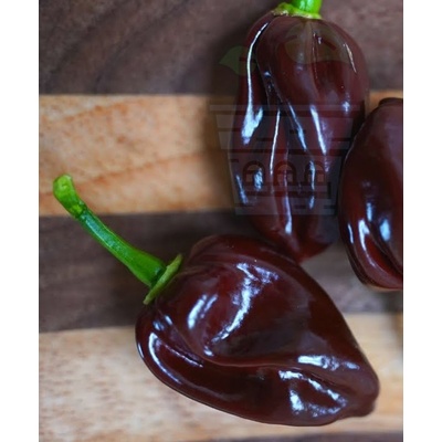 Семена от люти чушки сорт "Хабанеро Шоколад" (Habanero Chocolate) 10 бр (207700)