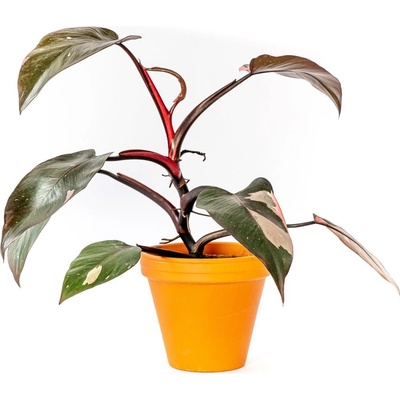 Gardners Philodendron Pink Princess, průměr 12 cm Filodendron